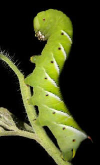 hornworm