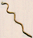 snake